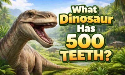 What Dinosaur Has 500 Teeth
