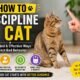 how to discipline a cat
