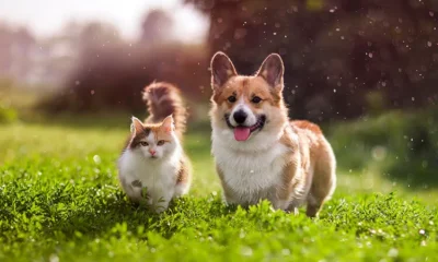 Small Dog Breeds