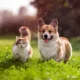Small Dog Breeds