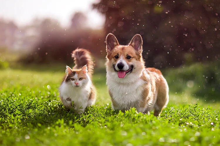 Small Dog Breeds