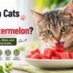 Can Cats Eat Watermelon