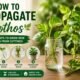 How to Propagate Pothos