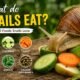 What Do Snails Eat
