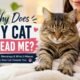Why Does My Cat Knead Me