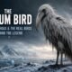 Opium Bird