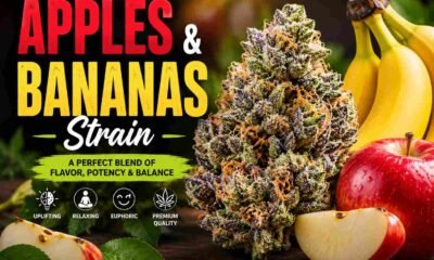 Apples and Bananas Strain