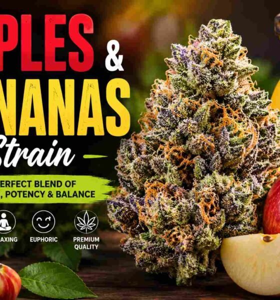Apples and Bananas Strain