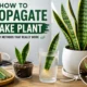 Propagate Snake Plant